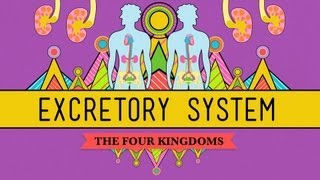 The Excretory System From Your Heart to the Toilet  CrashCourse Biology 29 [upl. by Sivehc]