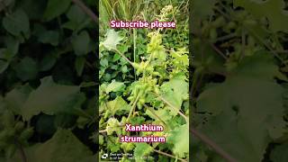 xanthium plants identification botanicaleducation botanicalname fruit aesteraceae trending [upl. by Merkle]