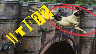 OVERTOUN BRIDGE MYSTERY THE UNEXPLAINED PHENOMENON OF DOG SUICDES [upl. by Moyra]