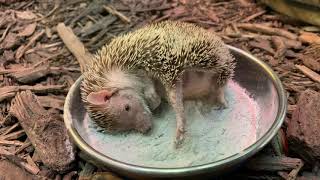 Dust Bath with a Madagascar Hedgehog Tenrec [upl. by Josephina173]