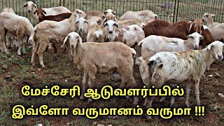 மேச்சேரி ஆடு வளர்ப்பு பற்றி யாரும் சொல்லாத தகவல்கள்  mecheri goat farms in tamil  uzhavan magan [upl. by Maclay747]