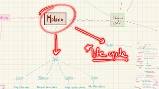 Malaria  Classification and Life cycle  Bloodstream Infections  2nd year MBBS  Microbiology [upl. by Gilles]