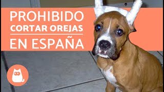 LEY DE ANIMALES DE COMPAÑÍA EN ESPAÑA 2018  CONVENIO EUROPEO [upl. by Mastic]