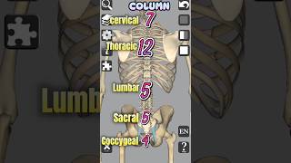 Vertebral Column  Anatomy medical 3d anatomy bones head neck shorts [upl. by Standford]