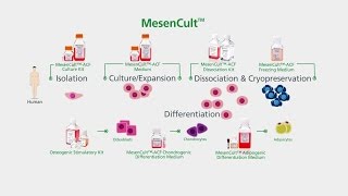 MesenCult™ for Mesenchymal Stem and Progenitor Cell Isolation Culture amp Differentiation [upl. by Zasuwa]