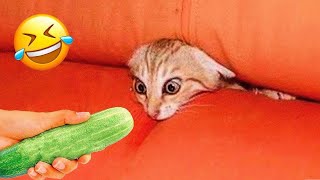 Funniest Animals 2023 😹 Best Funny Cats and Dogs Videos 😂🐶 Part 14 [upl. by Hairim]