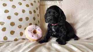 Cocker Spaniel puppies  8 weeks old [upl. by Ohce]