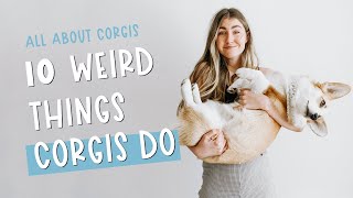 Corgi Personality Traits  What Are Some Funny Things Corgis Do [upl. by Anahsahs897]