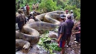 Cobras Mortiferas Jararaca Gigante Dublado Documentário Animal Planet [upl. by Annahs656]