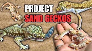 HOW TO CARE FOR OVER 30 SAND GECKOS Housing Feeding and more Project Sand Geckos Episode 2 [upl. by Wynne747]