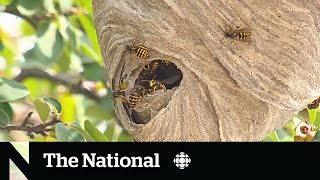 Spiking wasp numbers put a sting in late summer [upl. by Booth]