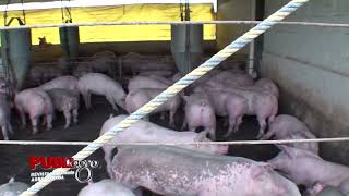 LA IMPORTANCIA DE MEJORAR LA FERTILIDAD EN CERDOS🐷🐽 [upl. by Grosvenor]