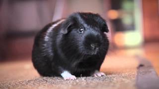 Are Guinea Pigs Good Pets Here’s What You Need to Know [upl. by Amsed539]