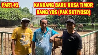 1 KANDANG BARU RUSA TIMOR BANG YOS PAK SUTIYOSO [upl. by Egroj]