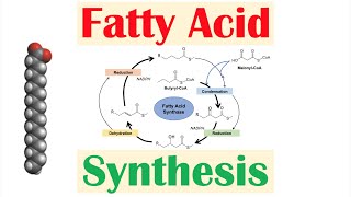 Fatty Acid Synthesis Pathway Overview Enzymes and Regulation [upl. by Neelav770]