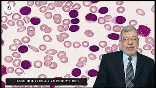 Episode 4 Lymphocytes amp Lymphocytosis [upl. by Ayekin]