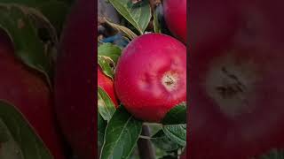 Gala Apple Variety on M9 Rootstock Apple orchard [upl. by Hertz375]