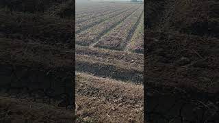 Wheat seed Germination 25 kg per acre 191124 organicfarming pqnk organicwheat [upl. by Odysseus215]