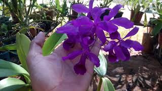 Cattleya bowringiana tipo [upl. by Bastien825]