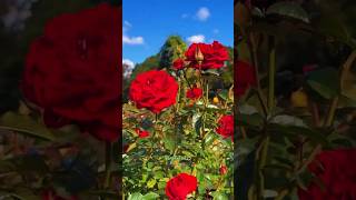 Red Roses 😍🌹shortshortvideoredroses rosesflowershorts [upl. by Aelem234]