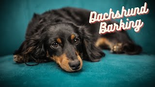 Dachshund Barking 60s dog barking sound to make your dog bark [upl. by Radmen]