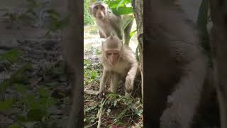 Fruit Monkey monkey hanuman cute shorts animals subscribe shortvideo [upl. by Napas]