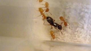 9 Parasitic Queen Ants Lasius claviger 1 Month After Capture [upl. by Anirbys]