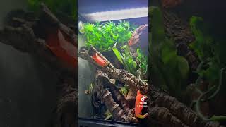 Juvenile Crested Gecko Setup [upl. by Tallulah]