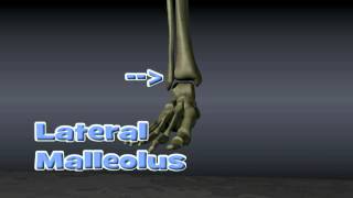 Anatomy of Ankle Fractures [upl. by Hutton490]