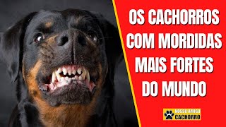 AS 20 RAÇAS DE CACHORRO COM A MORDIDA MAIS FORTE DO MUNDO [upl. by Rednasyl]