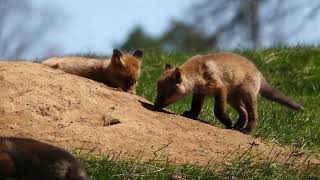 Eight fox kits playing in the sun [upl. by Antsirhc]