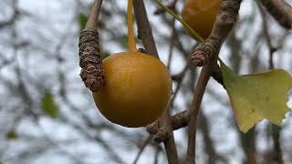 Maidenhair  fruit  November 2024 [upl. by Madison]