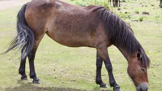 Wild Exmoor ponies grazing and playing in the sun  wild horses on a nice summer day [upl. by Aleka]