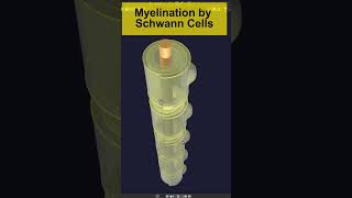 3D Myelination in PNS by Schwann cells Animation  Visual Lecture shorts biology [upl. by Udela]