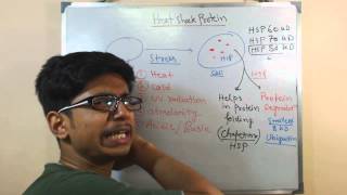 Heat shock proteins [upl. by Hsotnas]