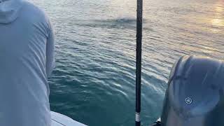 SALISH 10wt Tarpon [upl. by Dnaltroc]