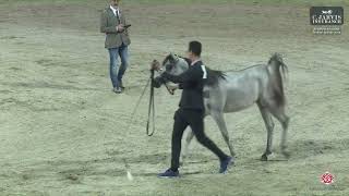 N 90 JAWAHER AL SAMRA Al Maha Arabian Horse Show 2024 Yearling Fillies Class 3B [upl. by Nysilla]