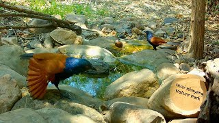 Birds at Rocky Pool Apr 2024  Part 1 [upl. by Abrams458]