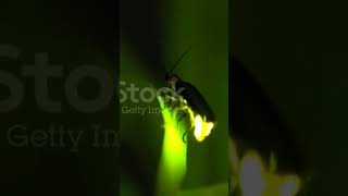 Fireflies மின்மினிப் பூச்சி emit light due to presence of luciferase [upl. by Ibrab516]