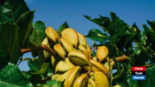 Tomorrows Biofuels Grown in Hawaii  TerViva  The Power of Pongamia [upl. by Atal]