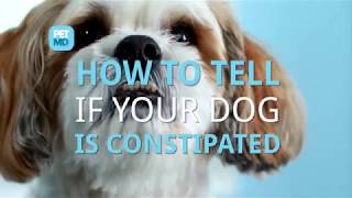 Constipation in Dogs [upl. by Halvaard236]