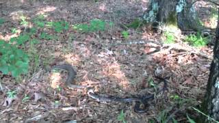 Water Moccasin Eating a Larger King Snake [upl. by Ardnua]