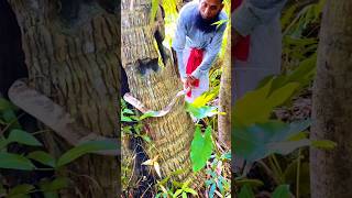 The rescue of snakes from coconut tree holes is underway snakeresque rescue snake respect 011 [upl. by Hudgens811]