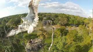 Gopro HD Giant bird attacks quadcopter [upl. by Neeloj90]