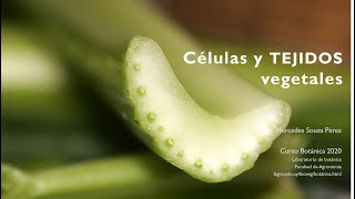 Células y Tejidos Vegetales [upl. by Solrac]