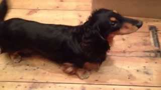 Barking and Grumbling Dachshund [upl. by Ev474]