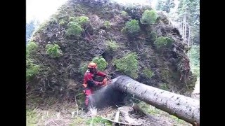 Chainsaw Husqvarna 357 XP  Complete processing uprooted tree cutting fisprove lopping handling [upl. by Isleana]