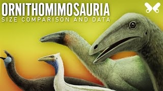 ORNITHOMIMOSAURIA dinosaurs size comparison and data Paleoart [upl. by Yvonne]