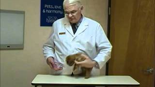 Managing Puppy Biting with Dr Rolan Tripp Hannah the Pet Society [upl. by Alludba578]