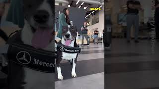 Watch Rescue dog gets its own wheelchair from MercedesBenz  IKN Snaps [upl. by Walli847]